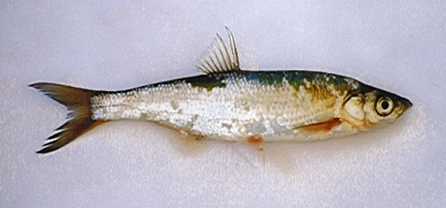(Alburnus Rafinesque, 1820) Род Альбурнусы, Альбурны, Уклейки, Genus